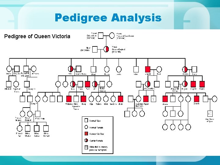 Pedigree Analysis Pedigree of Queen Victoria Have you ever seen a family tree… do