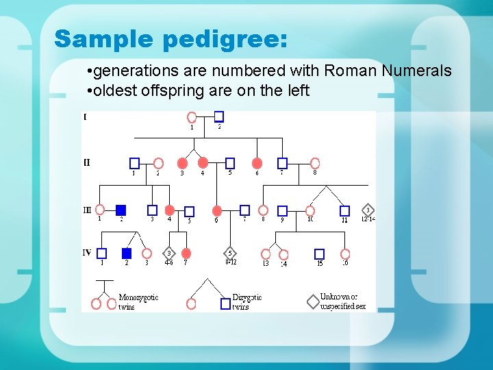 Sample pedigree: • generations are numbered with Roman Numerals • oldest offspring are on