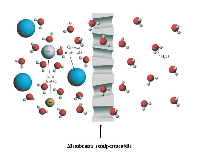 Membrana semipermeabile 
