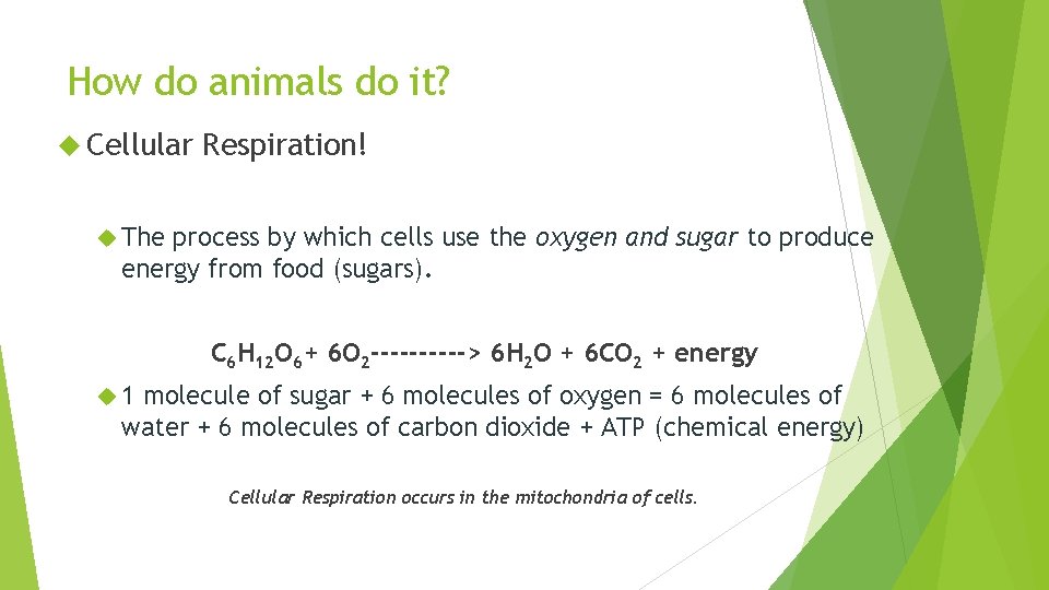 How do animals do it? Cellular Respiration! The process by which cells use the