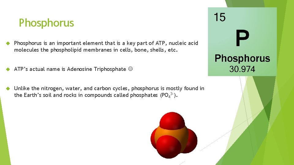 Phosphorus is an important element that is a key part of ATP, nucleic acid