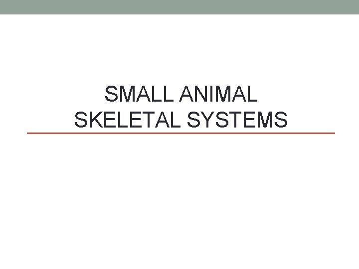 SMALL ANIMAL SKELETAL SYSTEMS 