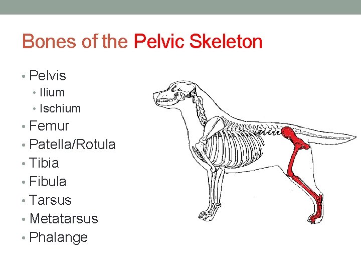 Bones of the Pelvic Skeleton • Pelvis • Ilium • Ischium • Femur •