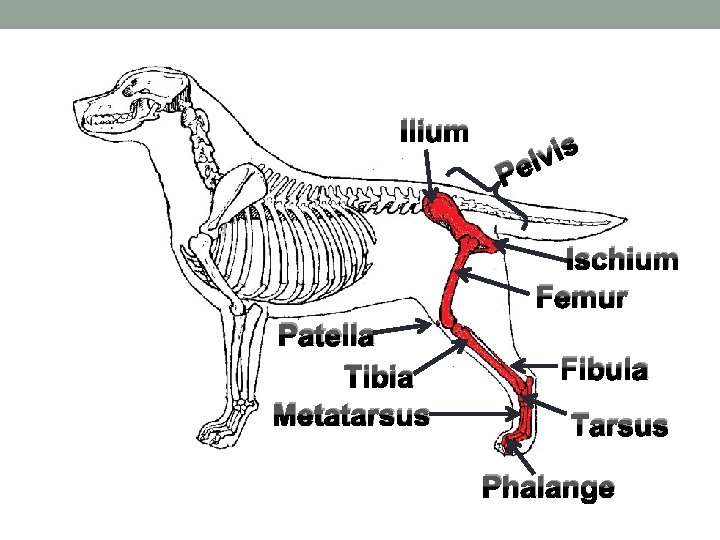 Ilium s i v l e P Ischium Femur Patella Tibia Metatarsus Fibula Tarsus