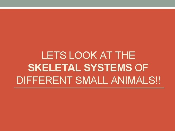 LETS LOOK AT THE SKELETAL SYSTEMS OF DIFFERENT SMALL ANIMALS!! 