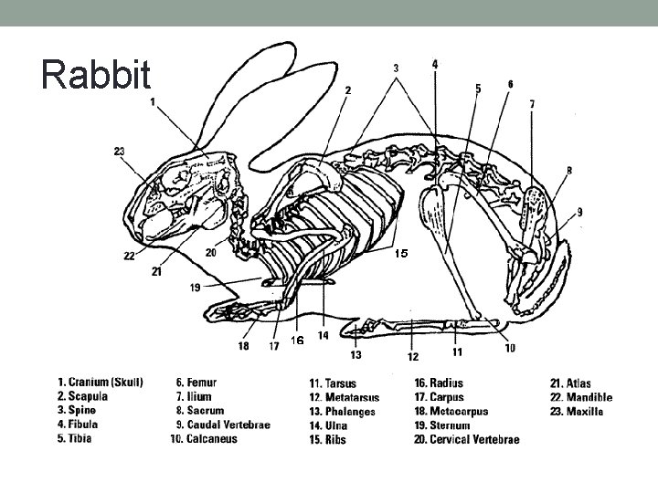 Rabbit 