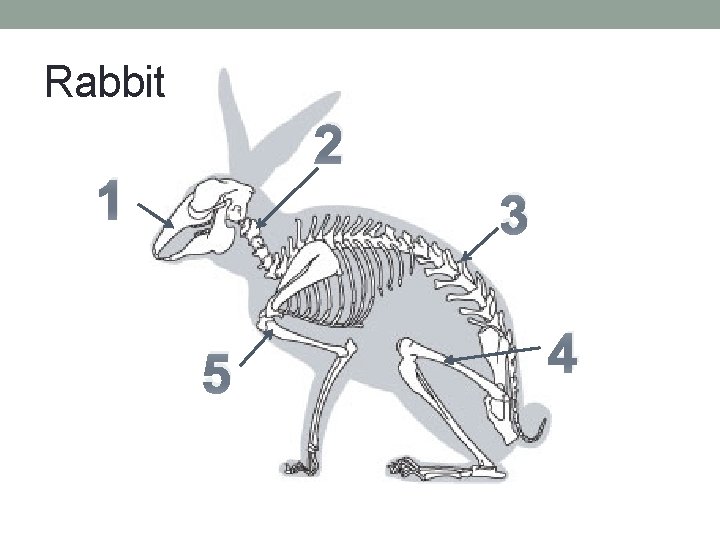 Rabbit 2 1 3 5 4 