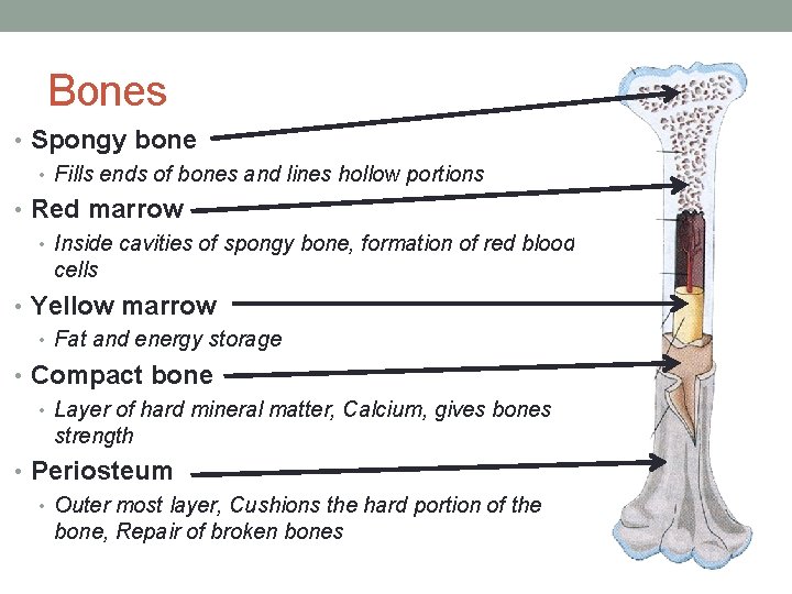 Bones • Spongy bone • Fills ends of bones and lines hollow portions •