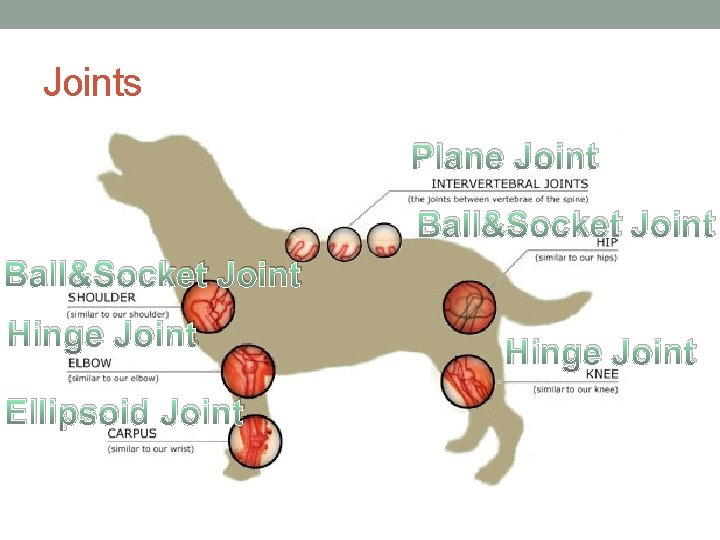 Joints Plane Joint Ball&Socket Joint Hinge Joint Ellipsoid Joint Hinge Joint 