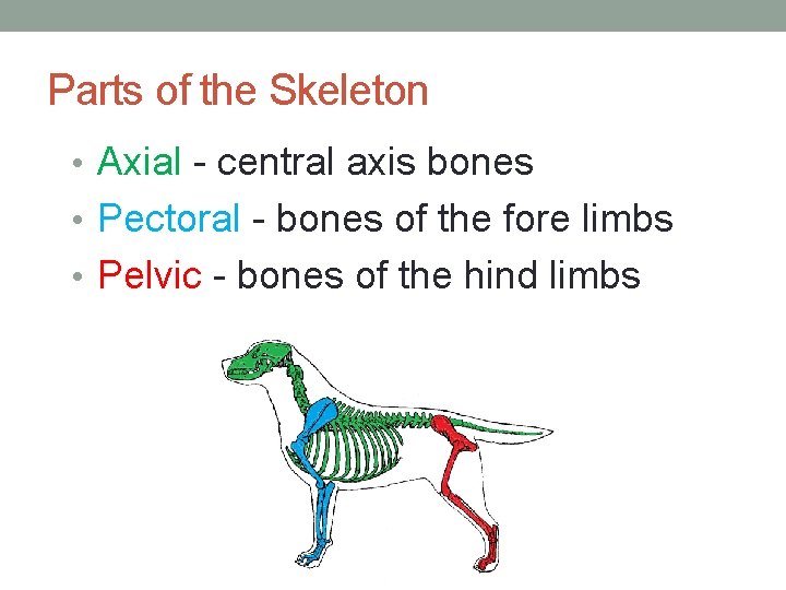 Parts of the Skeleton • Axial - central axis bones • Pectoral - bones