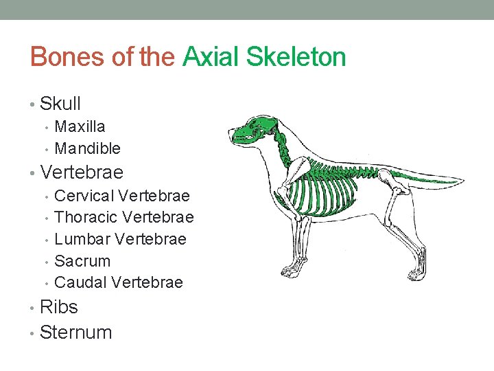 Bones of the Axial Skeleton • Skull • Maxilla • Mandible • Vertebrae •