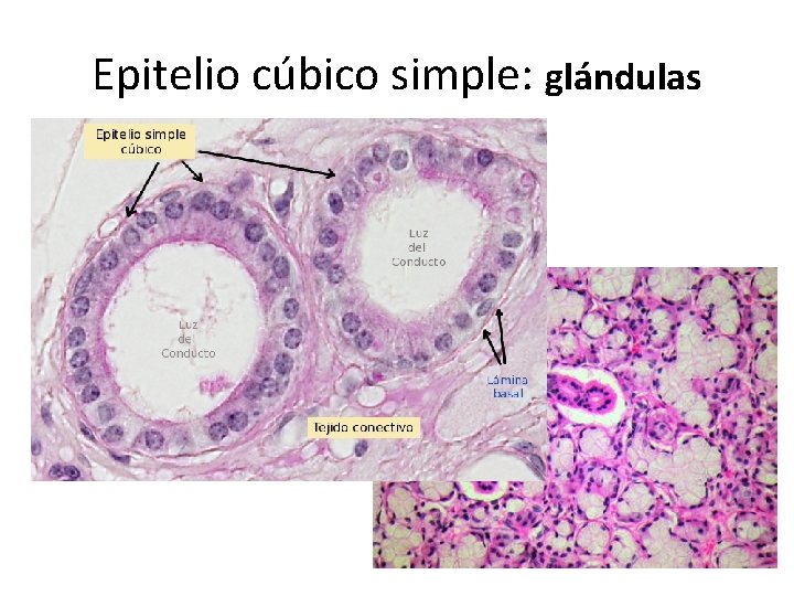 Epitelio cúbico simple: glándulas 