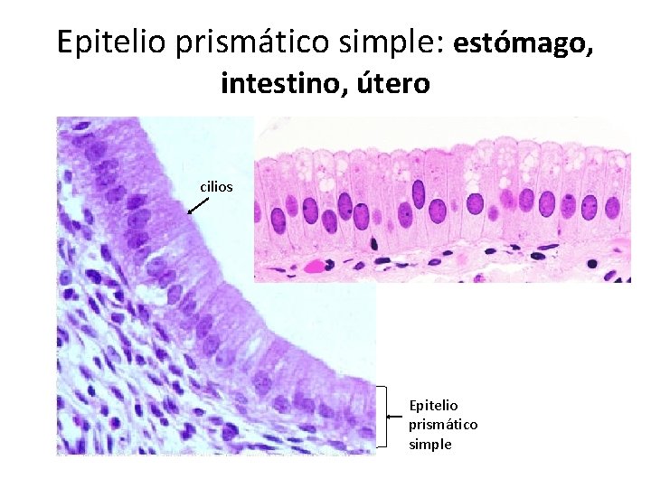 Epitelio prismático simple: estómago, intestino, útero cilios Epitelio prismático simple 