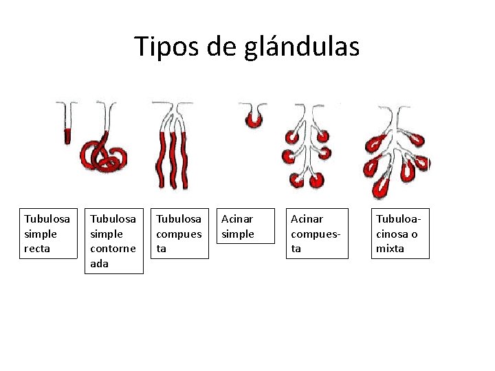 Tipos de glándulas Tubulosa simple recta Tubulosa simple contorne ada Tubulosa compues ta Acinar