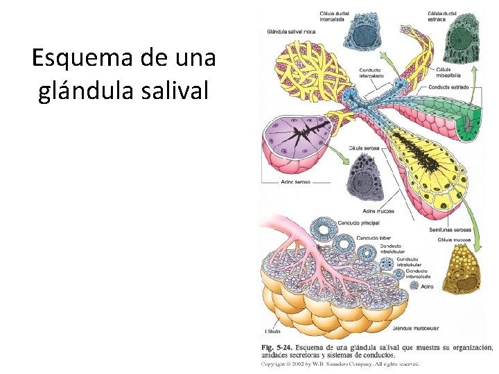 Esquema de una glándula salival 