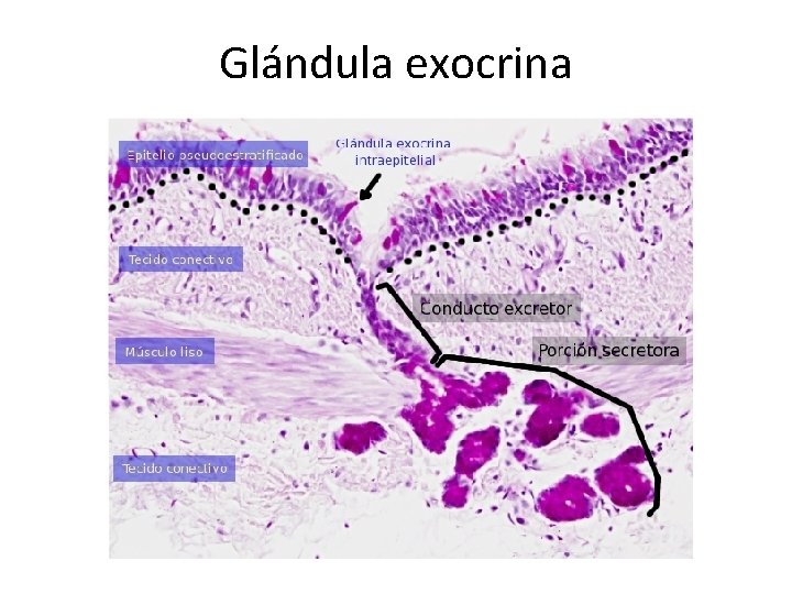 Glándula exocrina 