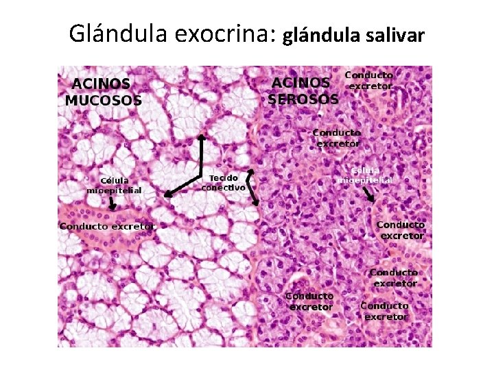 Glándula exocrina: glándula salivar 