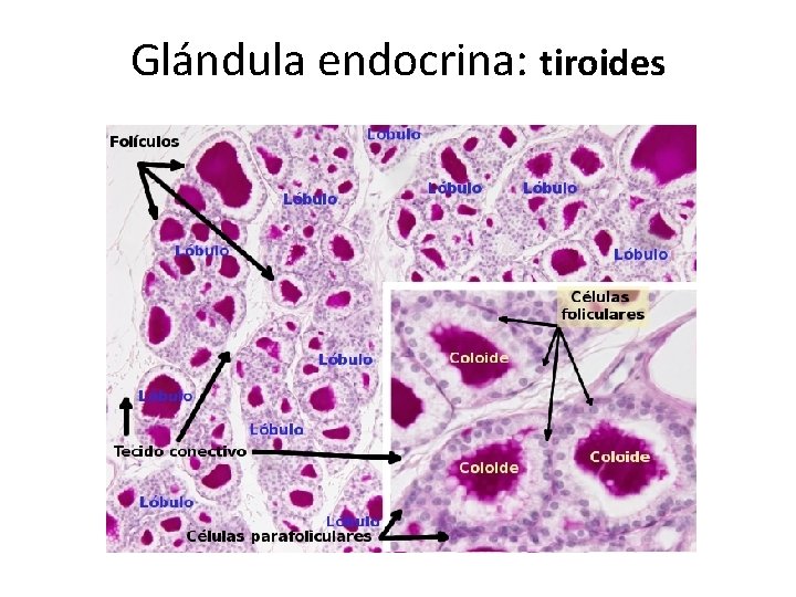 Glándula endocrina: tiroides 