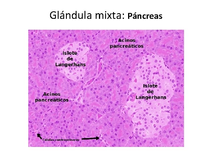 Glándula mixta: Páncreas 