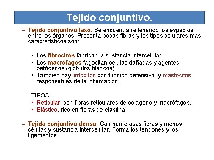 Tejido conjuntivo. – Tejido conjuntivo laxo. Se encuentra rellenando los espacios entre los órganos.