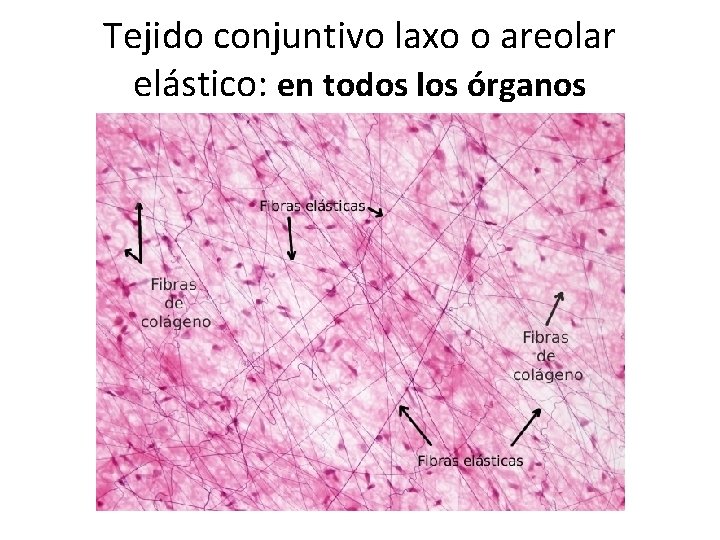 Tejido conjuntivo laxo o areolar elástico: en todos los órganos 