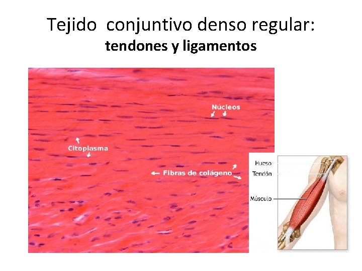 Tejido conjuntivo denso regular: tendones y ligamentos 