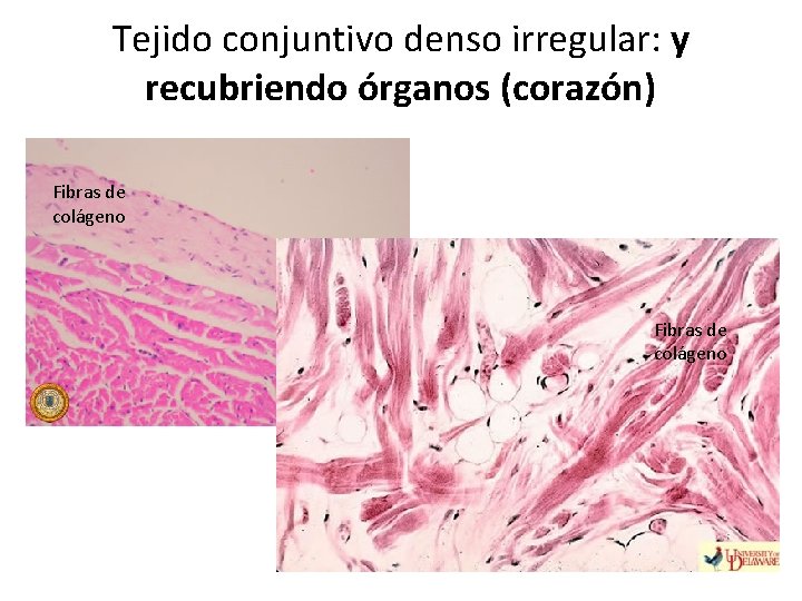 Tejido conjuntivo denso irregular: y recubriendo órganos (corazón) Fibras de colágeno 