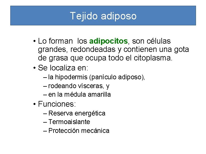 Tejido adiposo • Lo forman los adipocitos, adipocitos son células grandes, redondeadas y contienen