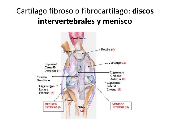 Cartílago fibroso o fibrocartílago: discos intervertebrales y menisco 