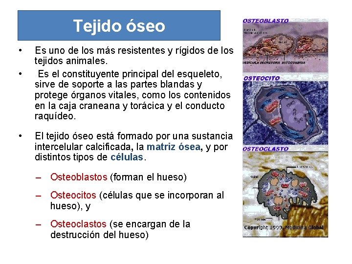 Tejido óseo • • • Es uno de los más resistentes y rígidos de