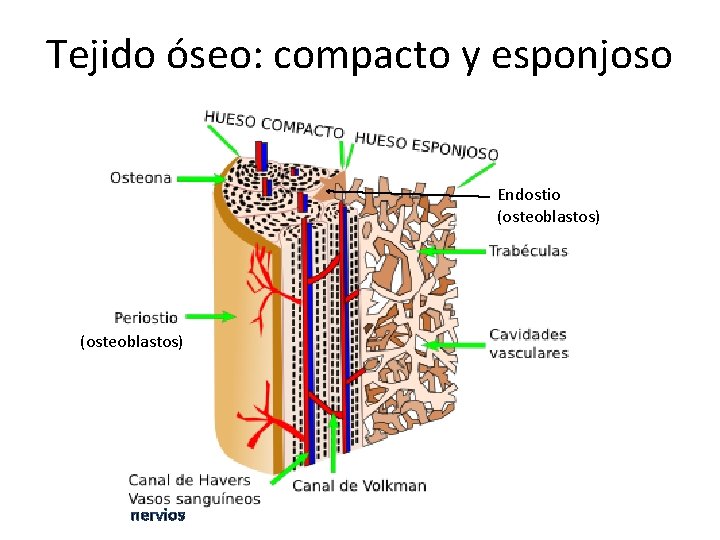 Tejido óseo: compacto y esponjoso Endostio (osteoblastos) nervios 