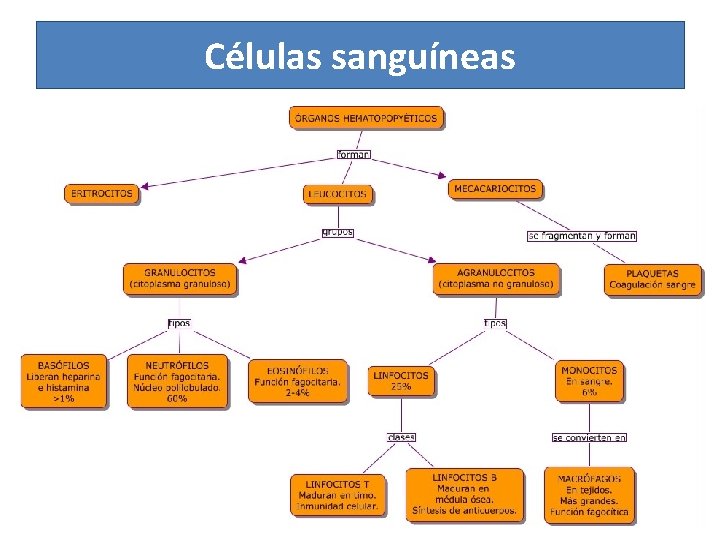 Células sanguíneas 