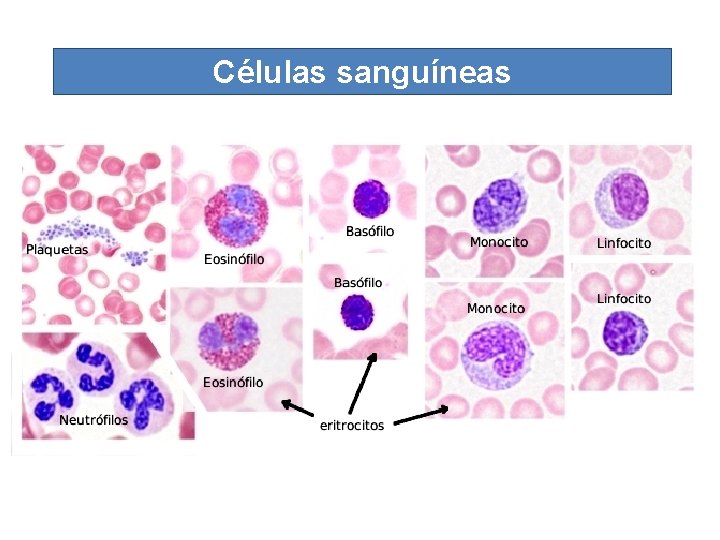Células sanguíneas 