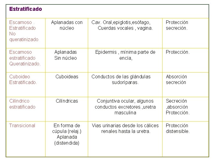 Estratificado Escamoso. Estratificado No queratinizado. Aplanadas con núcleo Cav. Oral, epiglotis, esófago, Cuerdas vocales