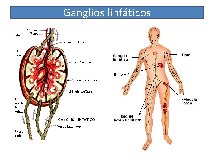 Ganglios linfáticos 