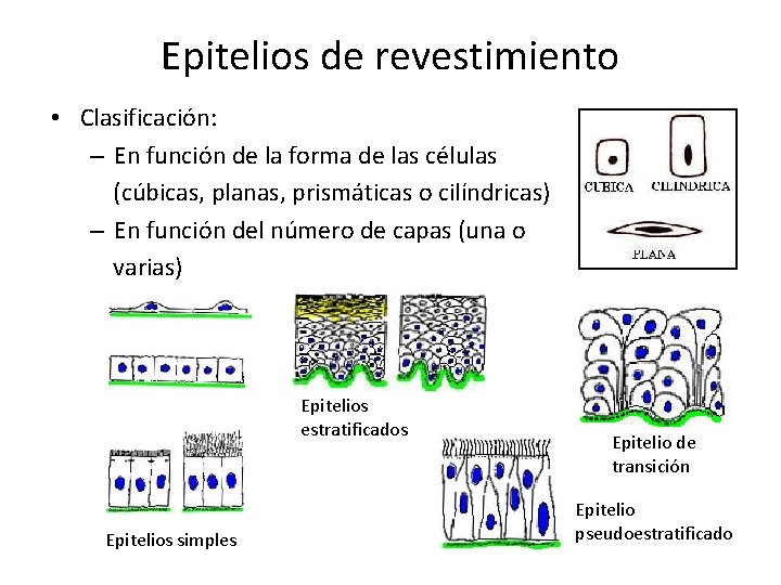 Epitelios de revestimiento • Clasificación: – En función de la forma de las células