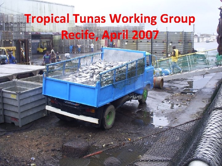 Tropical Tunas Working Group Recife, April 2007 