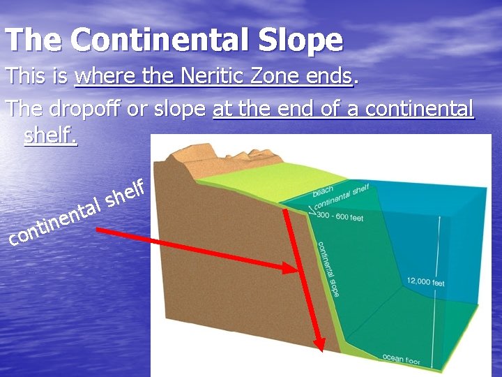 The Continental Slope This is where the Neritic Zone ends. The dropoff or slope The Continental Slope This is where the Neritic Zone ends. The dropoff or slope
