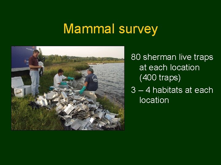 Mammal survey 80 sherman live traps at each location (400 traps) 3 – 4