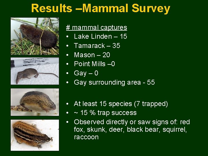 Results –Mammal Survey # mammal captures • Lake Linden – 15 • Tamarack –