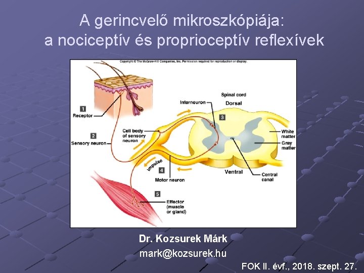 A gerincvelő mikroszkópiája: a nociceptív és proprioceptív reflexívek Dr. Kozsurek Márk mark@kozsurek. hu FOK