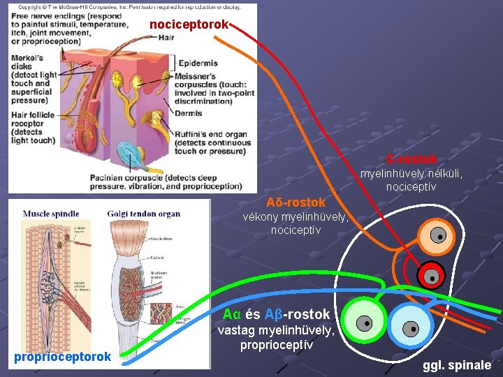 nociceptorok C-rostok myelinhüvely nélküli, nociceptív Aδ-rostok vékony myelinhüvely, nociceptív Aα és Aβ-rostok proprioceptorok vastag