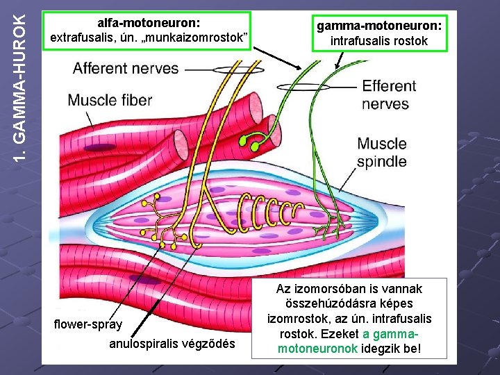 1. GAMMA-HUROK alfa-motoneuron: extrafusalis, ún. „munkaizomrostok” flower-spray anulospiralis végződés gamma-motoneuron: intrafusalis rostok Az izomorsóban