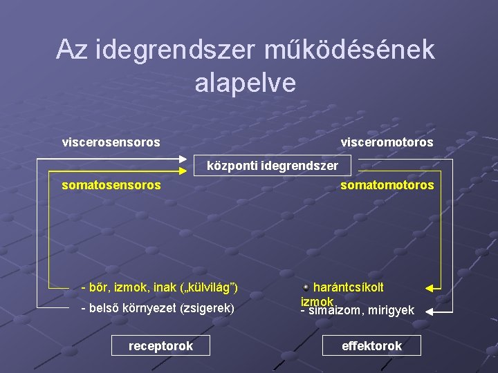 Az idegrendszer működésének alapelve viscerosensoros visceromotoros központi idegrendszer somatosensoros - bőr, izmok, inak („külvilág”)