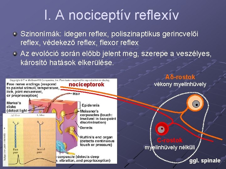 I. A nociceptív reflexív Szinonímák: idegen reflex, poliszinaptikus gerincvelői reflex, védekező reflex, flexor reflex