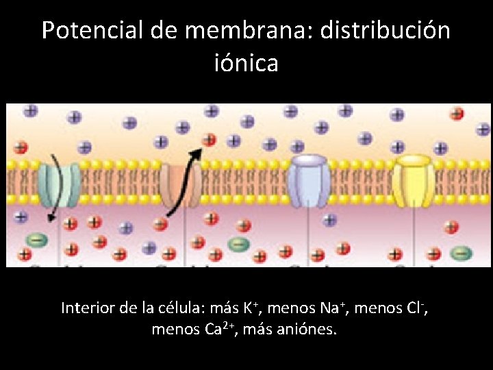 Potencial de membrana: distribución iónica Interior de la célula: más K+, menos Na+, menos