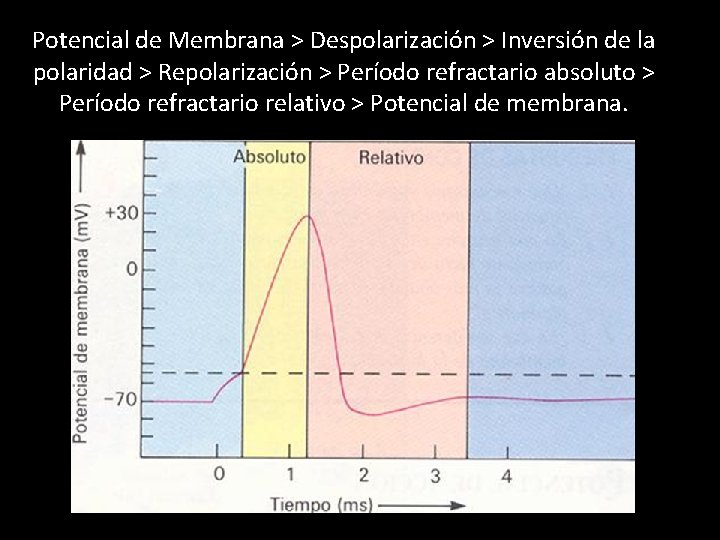 Potencial de Membrana > Despolarización > Inversión de la polaridad > Repolarización > Período
