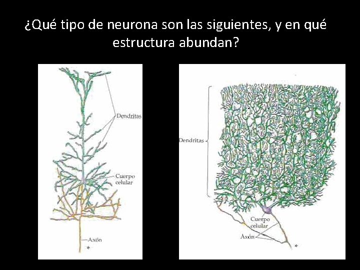 ¿Qué tipo de neurona son las siguientes, y en qué estructura abundan? 