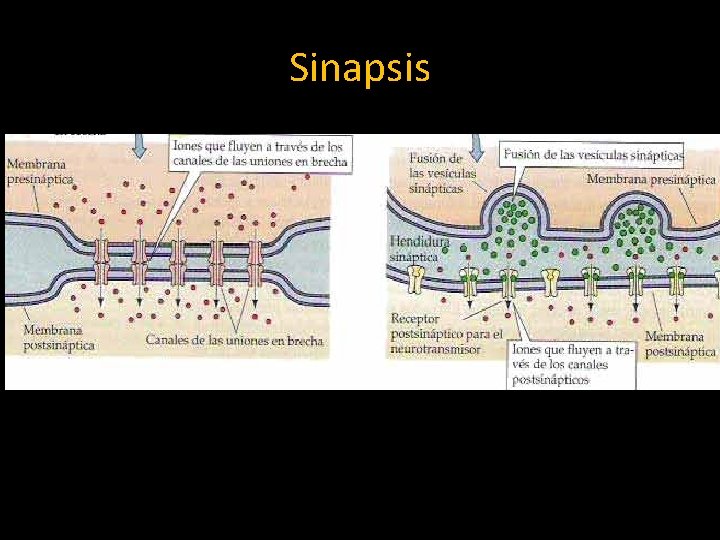 Sinapsis 