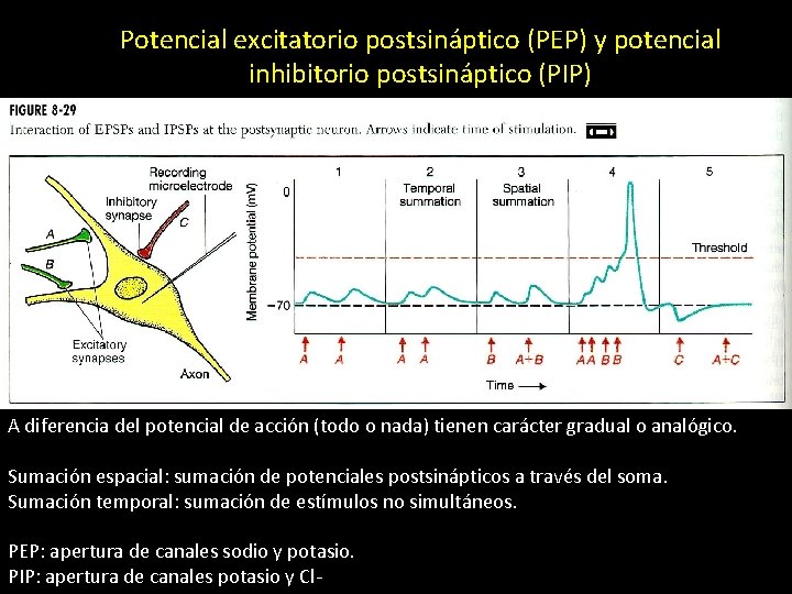 Potencial excitatorio postsináptico (PEP) y potencial inhibitorio postsináptico (PIP) A diferencia del potencial de